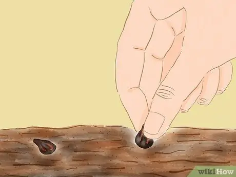 Выращивание секвойи из семян Шаг 5
