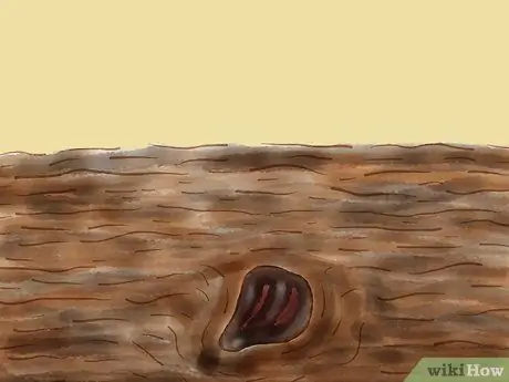 Выращивание секвойи из семян Шаг 6