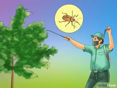 Выращивание каштанов Шаг 19