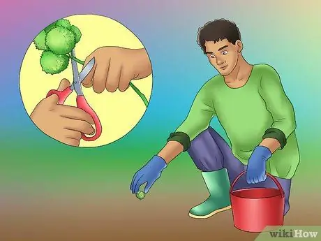 Выращивание каштанов Шаг 21