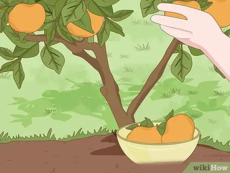 Посадить хурму Шаг 10 Посадить хурму Шаг 10