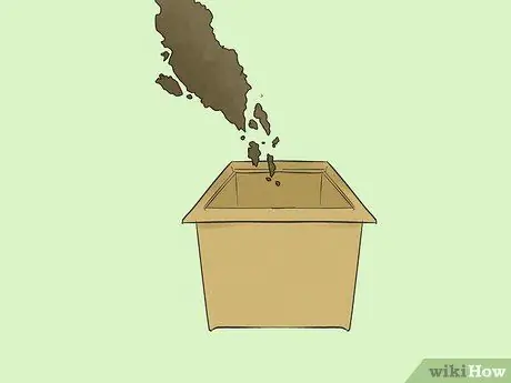 Выращивание Вашингтонии Робуста Шаг 3