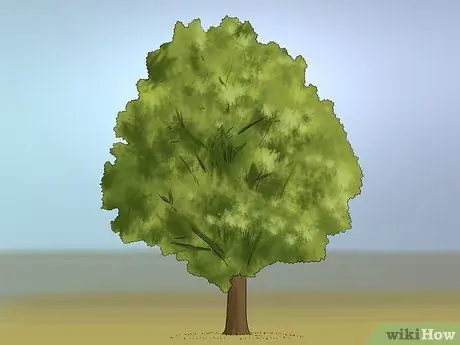 Купить дуб шаг 10