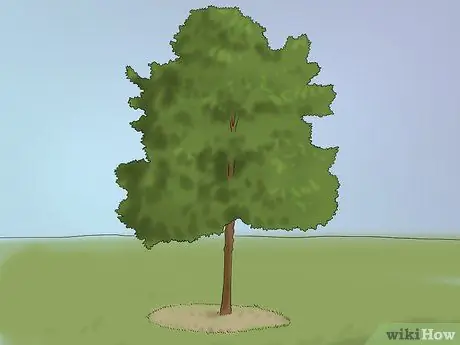 Купить дуб шаг 11
