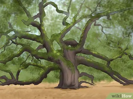 Купить дуб шаг 3