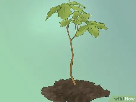 Купить дуб шаг 4