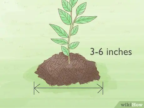 Выращивание апельсинов Osage Step 13