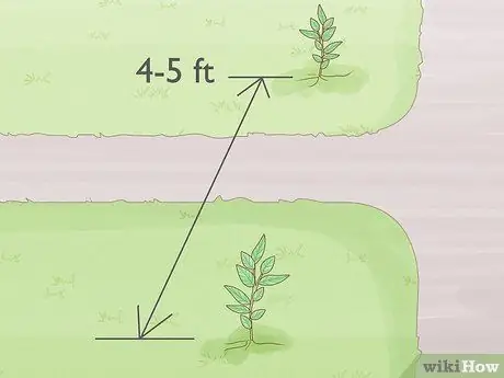 Выращивание апельсинов Osage Step 14