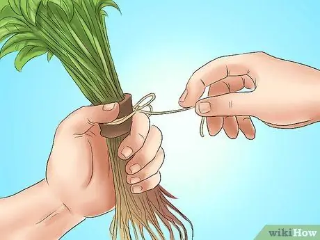 Посадить вечнозеленые кустарники Шаг 11