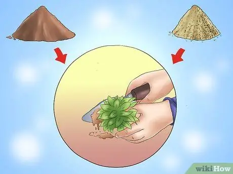 Посадить вечнозеленые кустарники Шаг 13