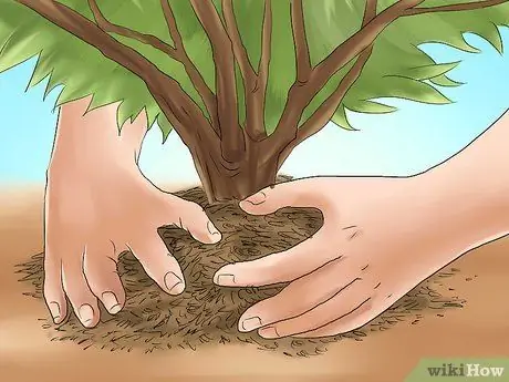 Посадить вечнозеленые кустарники Шаг 16