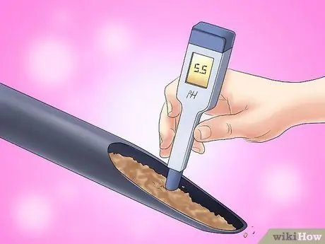 Посадить вечнозеленые кустарники Шаг 2