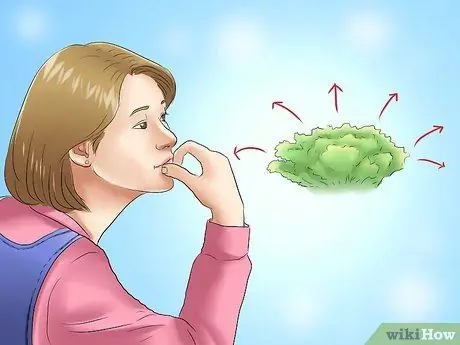 Посадить вечнозеленые кустарники Шаг 4