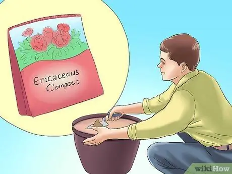 Посадить вечнозеленые кустарники Шаг 7