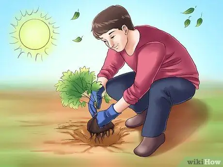 Посадить вечнозеленые кустарники Шаг 8