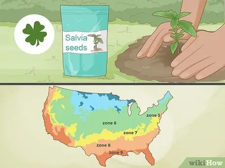 Выращивание шалфея, шаг 1