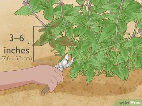 Выращивание шалфея Шаг 12