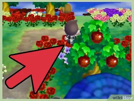 Выращивайте цветы в скрещивании животных_ New Leaf Step 2 Выращивайте цветы в скрещивании животных_ New Leaf Step 2