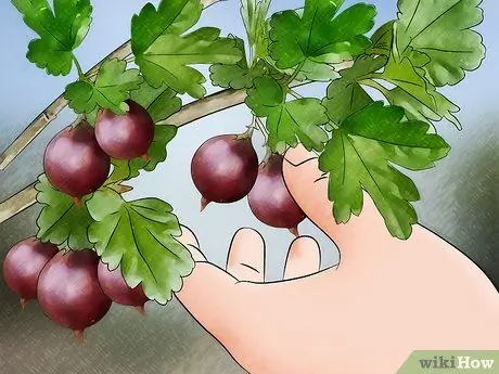 Выращивание крыжовника Шаг 13