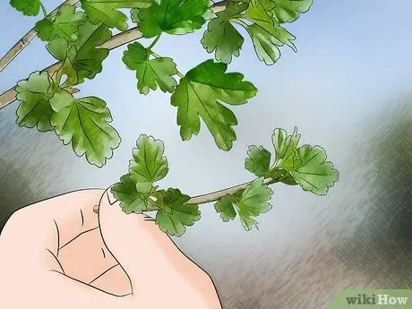 Выращивание крыжовника, шаг 2
