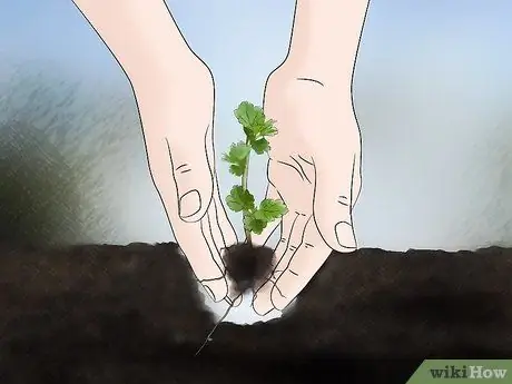 Выращивание крыжовника Шаг 6
