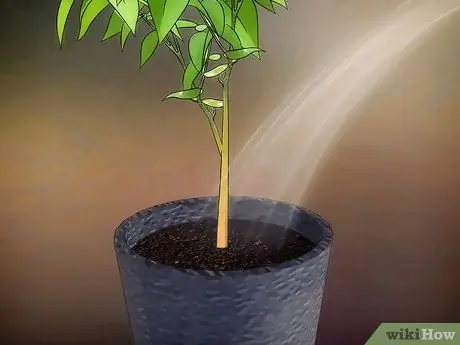 Выращивать фрукты в горшках Шаг 6