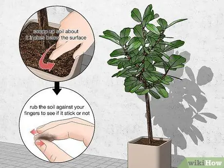 Поливайте фиговое дерево с листьями скрипки Шаг 1