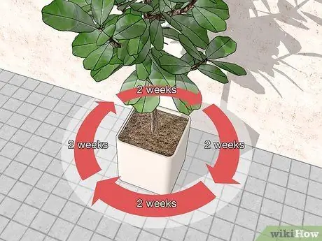 Поливайте фиговое дерево с листьями скрипки Шаг 10