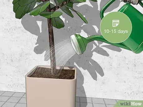 Поливайте фиговое дерево с листьями скрипки Шаг 3