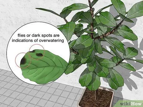 Поливайте фиговое дерево с листьями скрипки Шаг 4