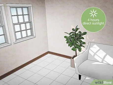 Поливайте фиговое дерево с листьями скрипки Шаг 6