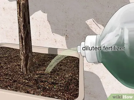 Поливайте фиговое дерево с листьями скрипки Шаг 8