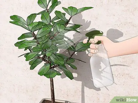 Поливайте фиговое дерево с листьями скрипки Шаг 9