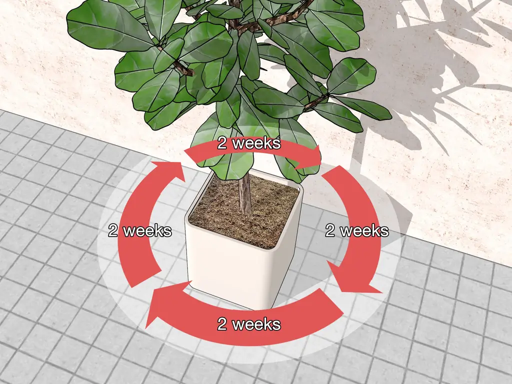 Простые способы поливать фиговый лист Fiddle Leaf: 10 шагов