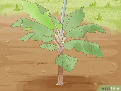 Выращивание подорожника Шаг 10