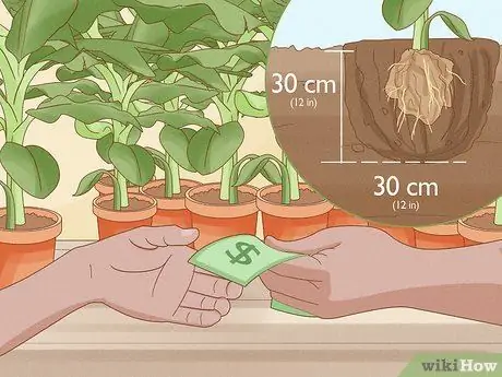 Выращивание подорожника Шаг 4