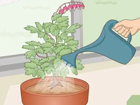 Уход за кровоточащим сердцем Шаг 10