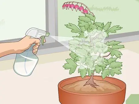 Уход за кровоточащим сердцем Шаг 11