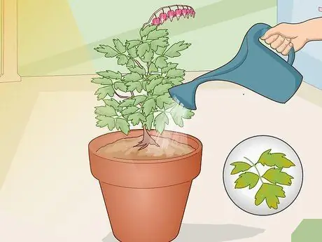 Уход за кровоточащим сердцем Шаг 13