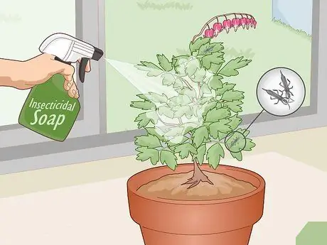 Уход за кровоточащим сердцем Шаг 14