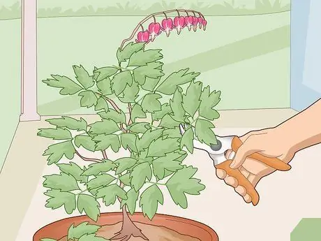 Уход за кровоточащим сердцем Шаг 15