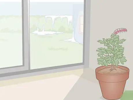 Уход за кровоточащим сердцем Шаг 16