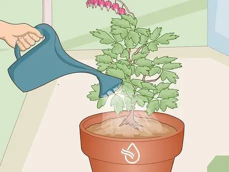 Уход за кровоточащим сердцем Шаг 17