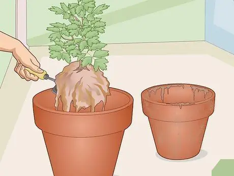 Уход за кровоточащим сердцем Шаг 19