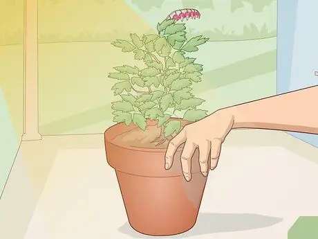 Уход за кровоточащим сердцем Шаг 7