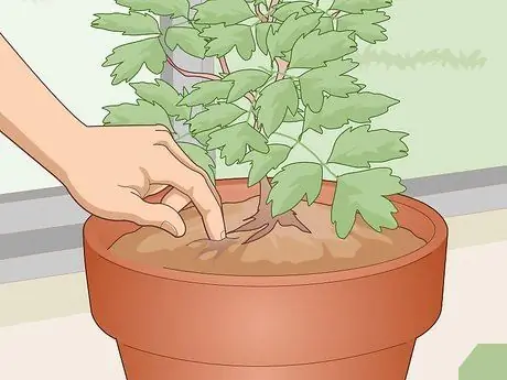 Уход за кровоточащим сердцем Шаг 9