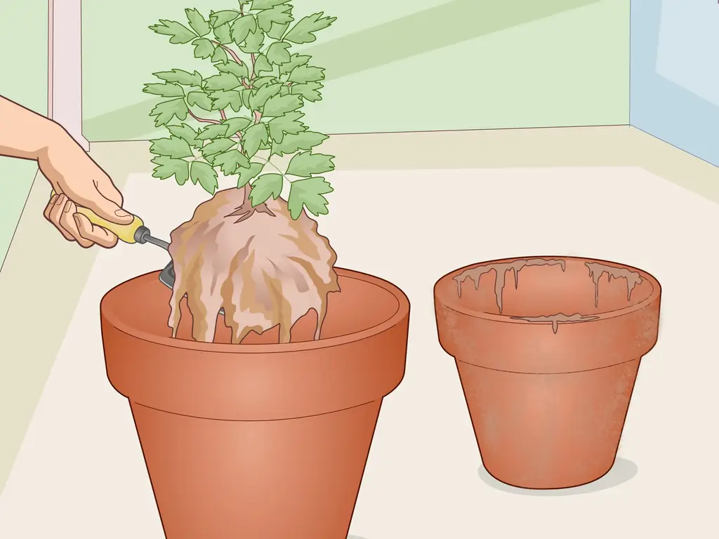 4 простых способа ухаживать за кровоточащим сердцем