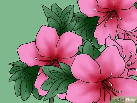 Уход за азалиями Шаг 1