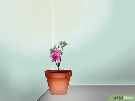 Уход за азалиями Шаг 14