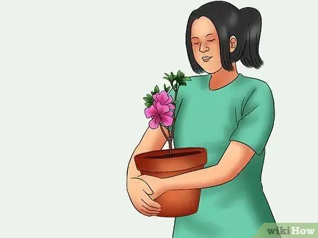 Уход за азалиями Шаг 16